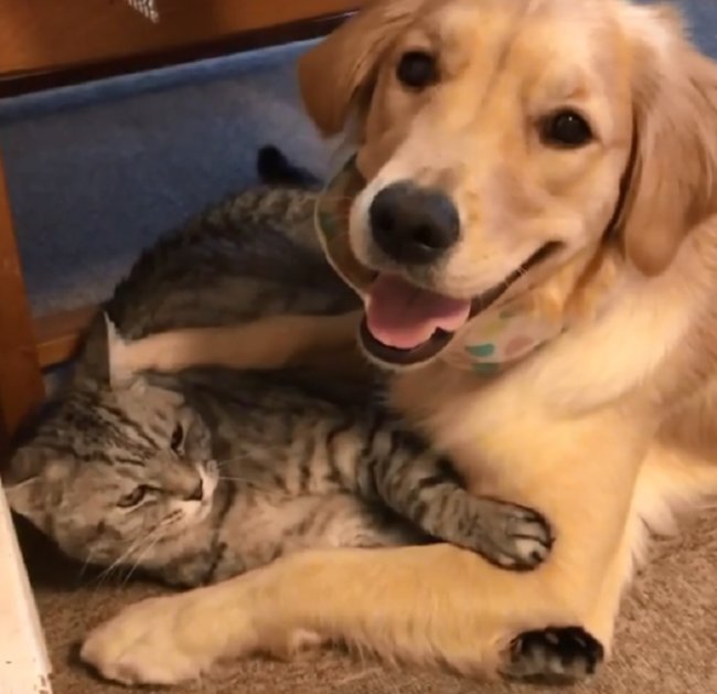 ゴールデンレトリーバー,動画