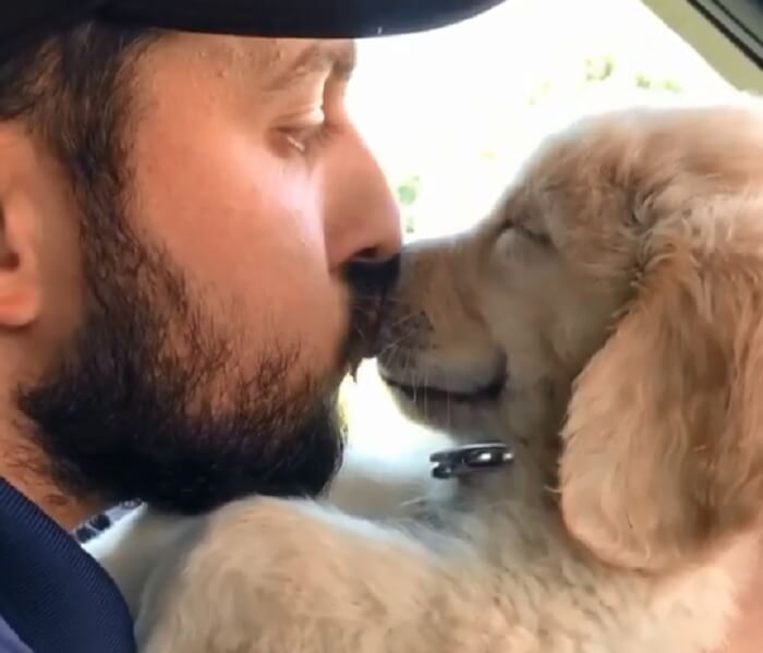 ゴールデンレトリーバー,動画