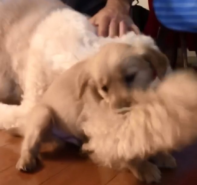 ゴールデンレトリーバー,動画