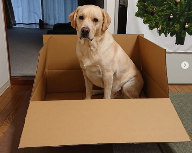 ラブラドールレトリーバー,動画