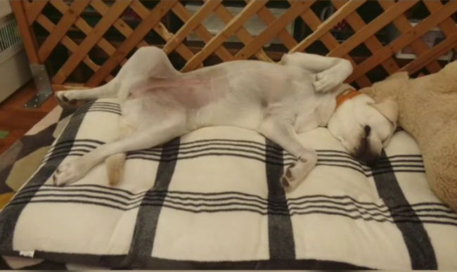 ラブラドールレトリーバー,動画