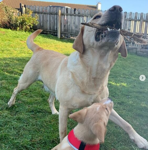 ラブラドールレトリーバー,動画