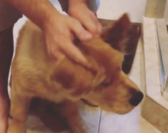 ゴールデンレトリーバー,動画