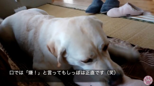 ラブラドールレトリーバー,動画