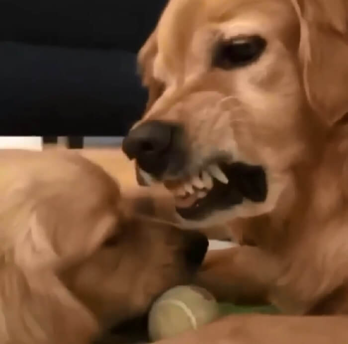 ゴールデンレトリーバー,動画
