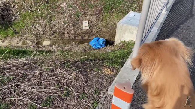 ゴールデンレトリーバー,動画