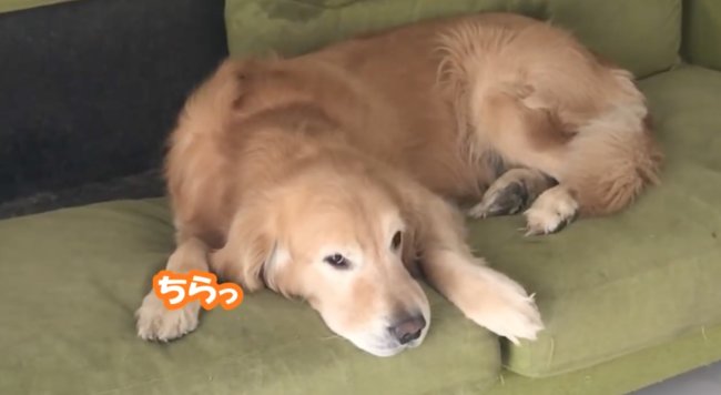 ゴールデンレトリーバー,動画