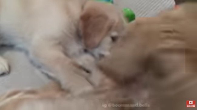 ゴールデンレトリーバー,動画