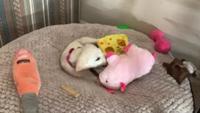 ラブラドールレトリーバー,動画