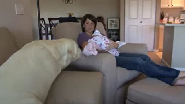 ラブラドールレトリーバー,動画