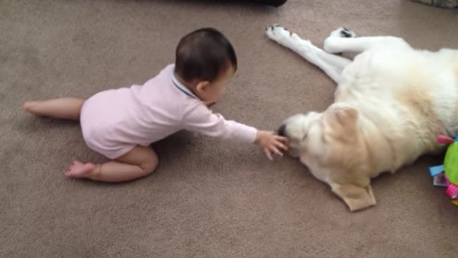 ラブラドールレトリーバー,動画