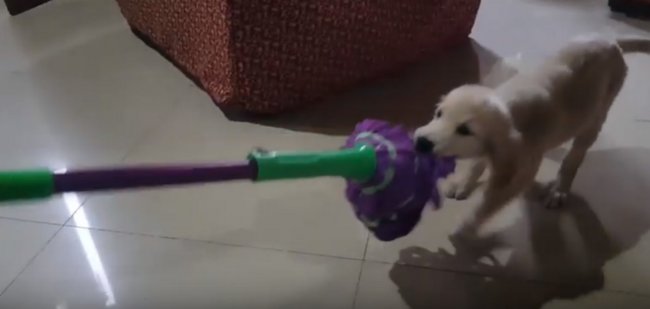 ゴールデンレトリーバー,動画