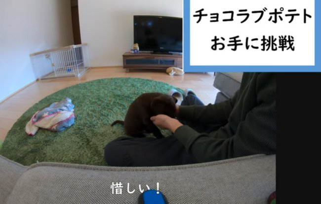 ラブラドールレトリーバー,動画