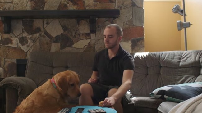 ゴールデンレトリーバー,動画