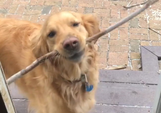 ゴールデンレトリーバー,動画