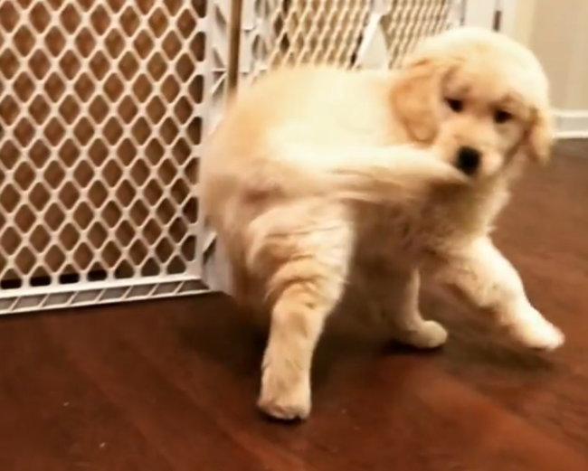 ゴールデンレトリーバー,動画