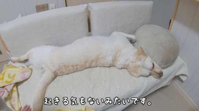 ラブラドールレトリーバー,動画