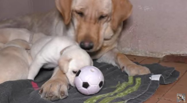 ラブラドールレトリーバー,動画