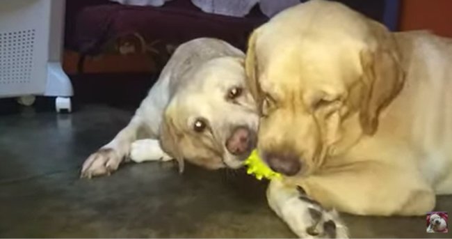 ラブラドールレトリーバー,動画