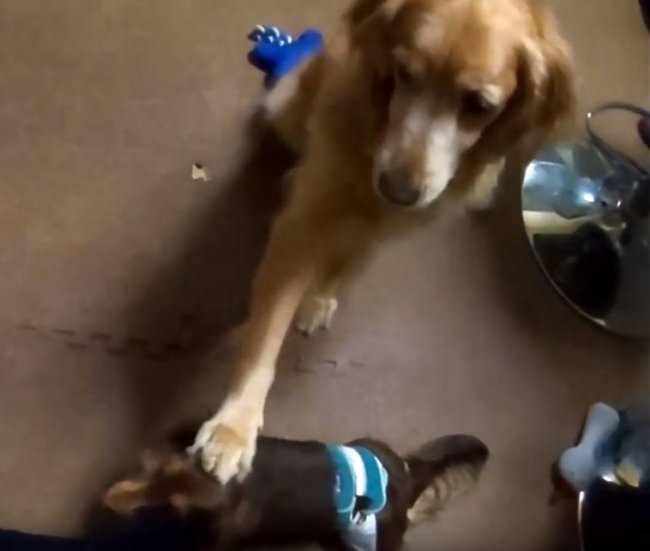 ゴールデンレトリーバー,動画