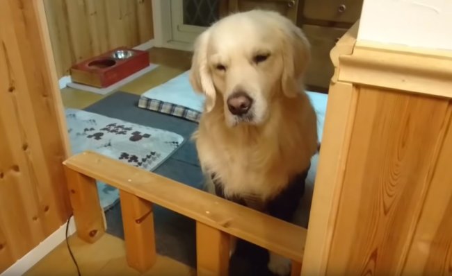 ゴールデンレトリーバー,動画