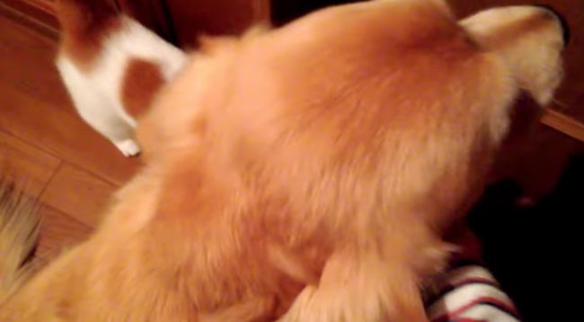 ゴールデンレトリーバー,動画