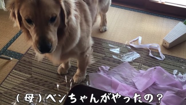 ゴールデンレトリーバー,動画