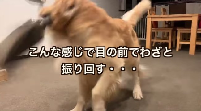 ゴールデンレトリーバー,動画