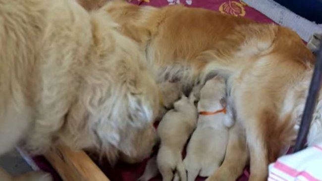 ゴールデンレトリーバー,動画