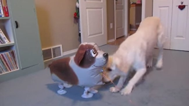 ゴールデンレトリーバー,動画