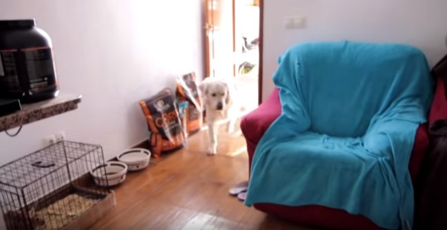 ゴールデンレトリーバー,動画