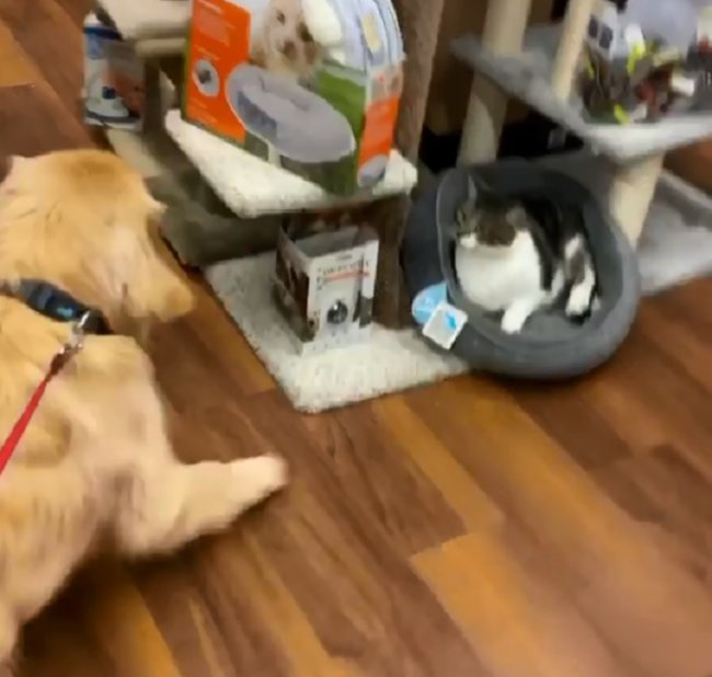 ゴールデンレトリーバー,動画