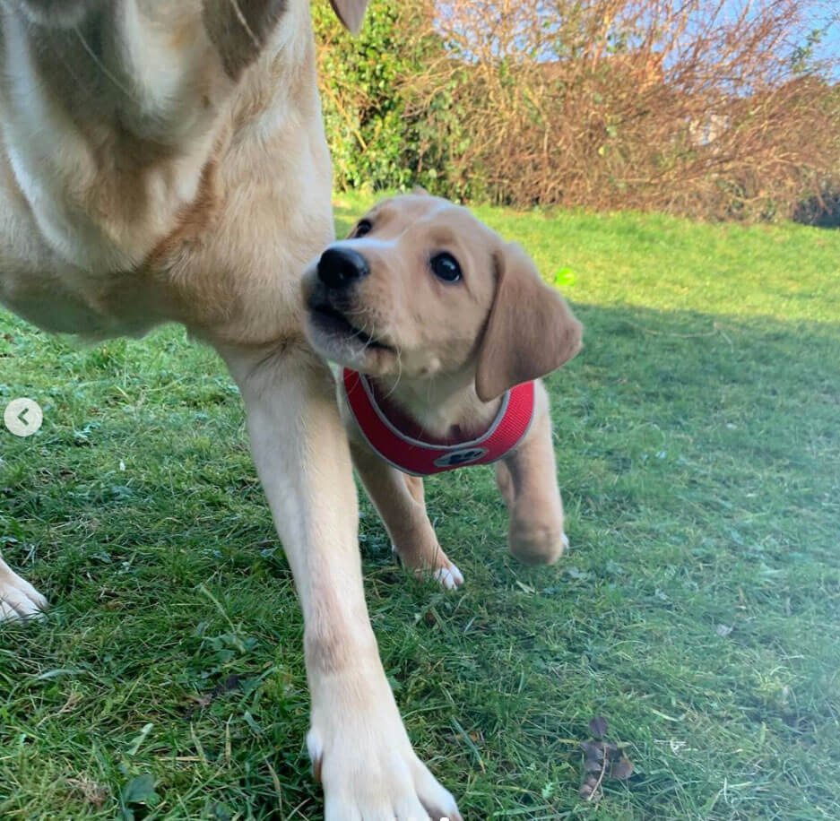 ラブラドールレトリーバー,動画