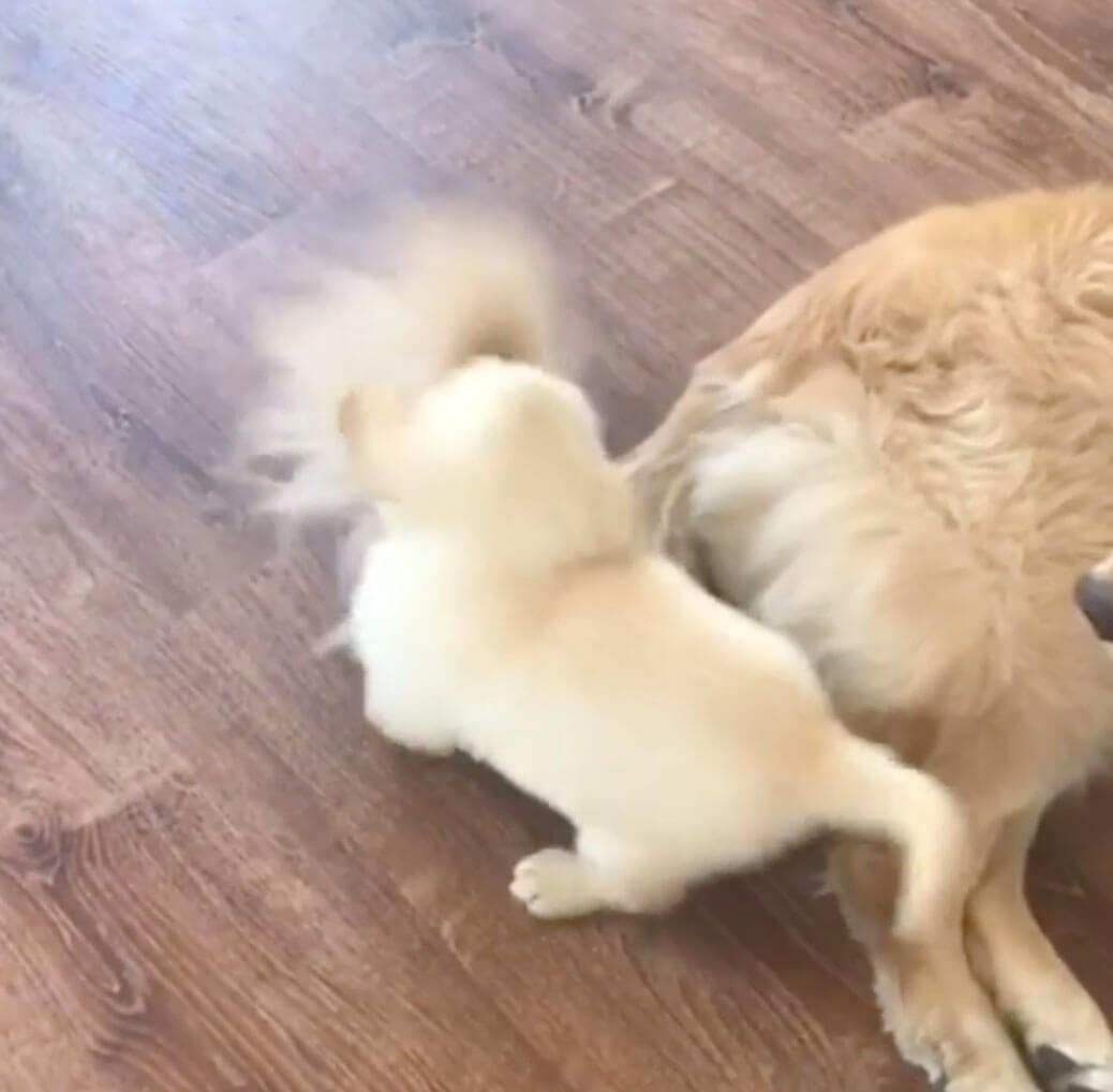 ゴールデンレトリーバー,動画