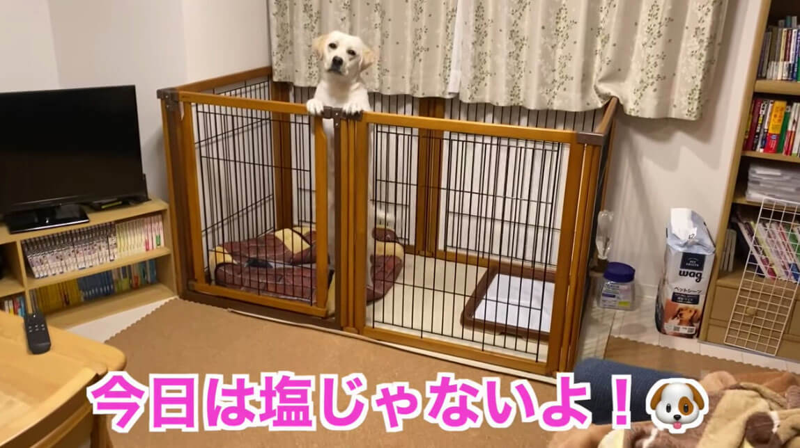 ラブラドールレトリーバー,動画