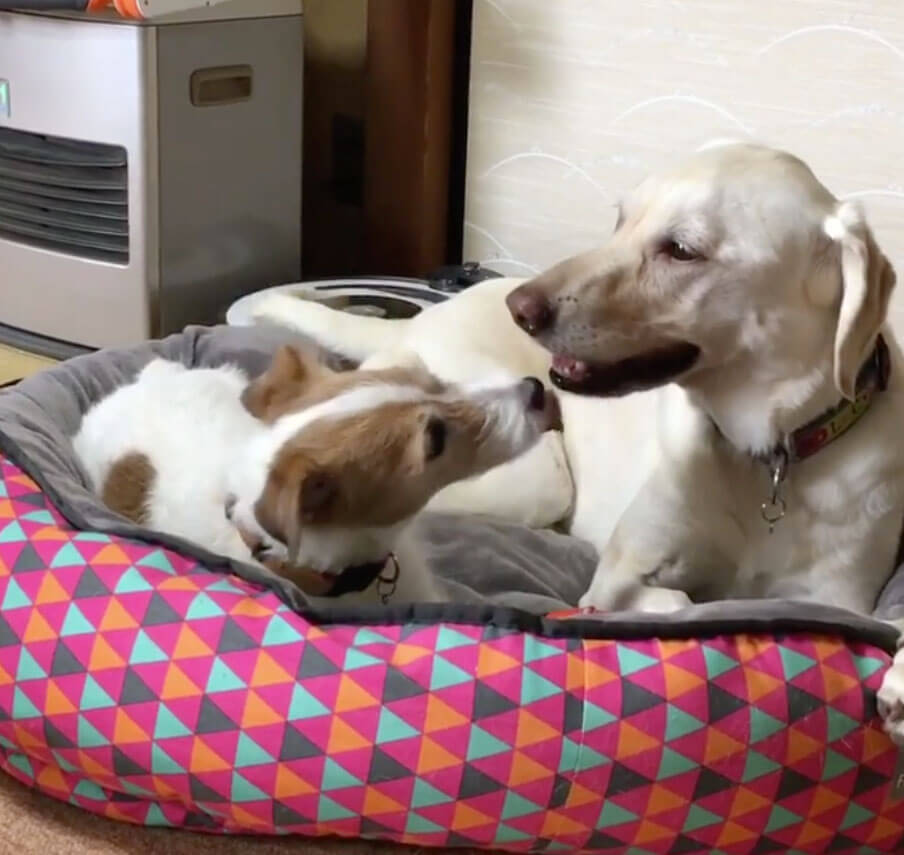 ラブラドールレトリーバー,動画