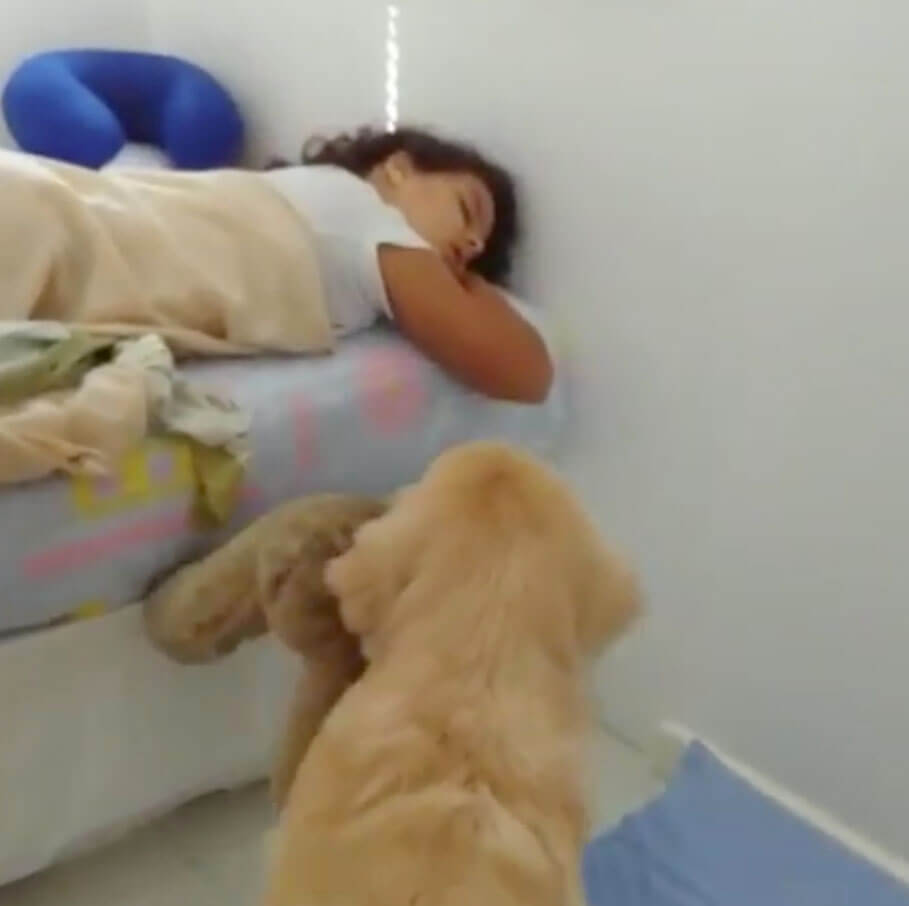 ゴールデンレトリーバー,動画