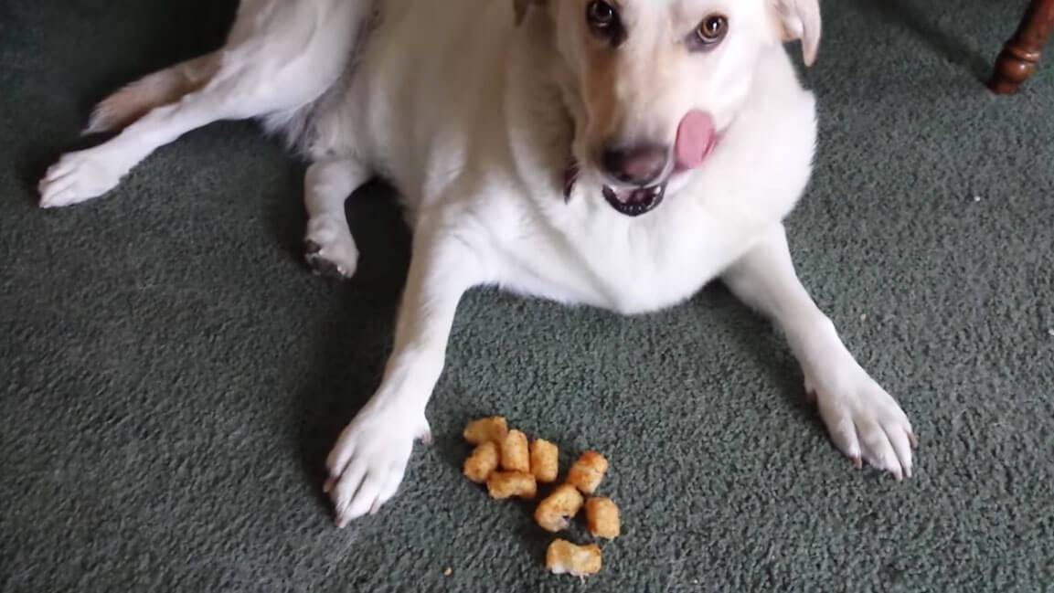 ラブラドールレトリーバー,動画