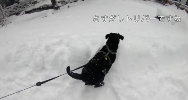 ラブラドールレトリーバー,動画