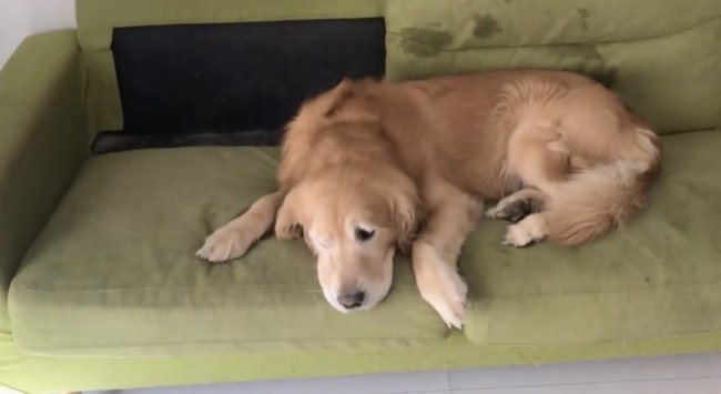 ゴールデンレトリーバー,動画