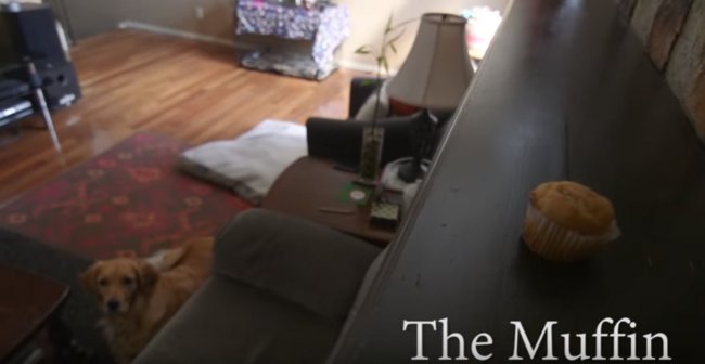 ゴールデンレトリーバー,動画