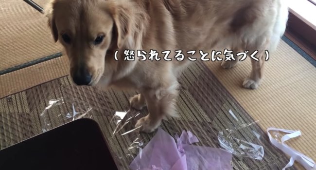 ゴールデンレトリーバー,動画