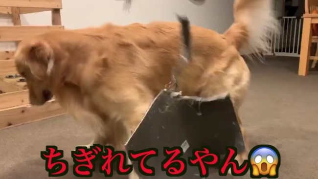 ゴールデンレトリーバー,動画