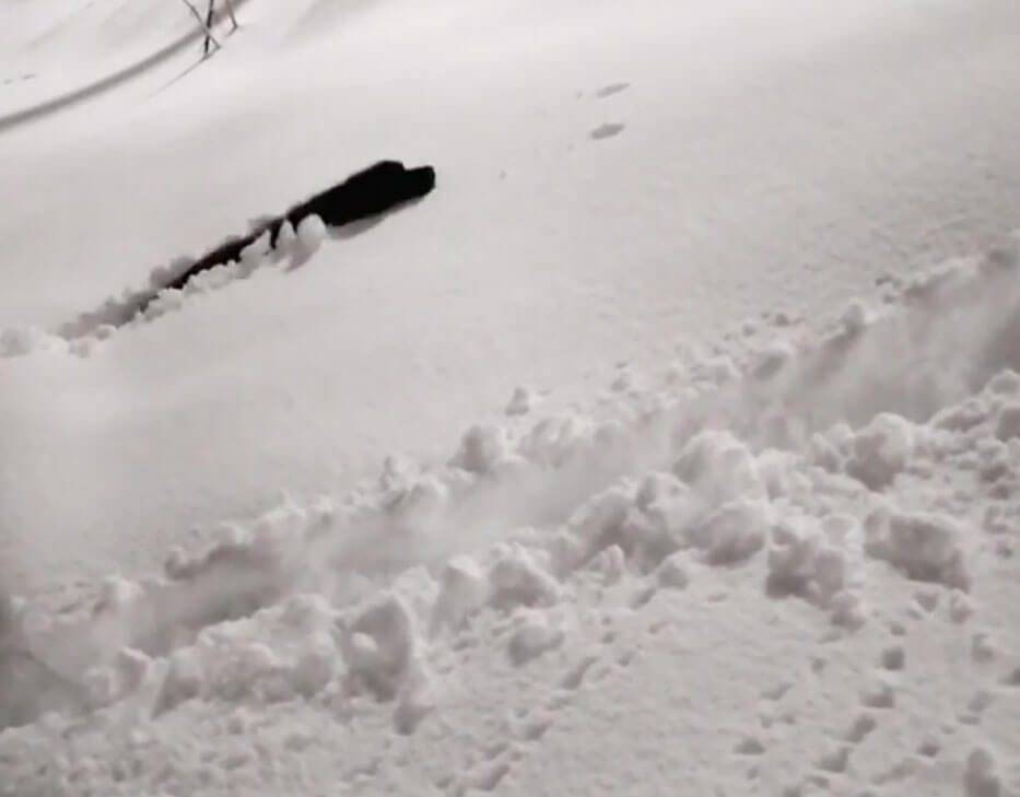 ラブラドールレトリーバー,動画