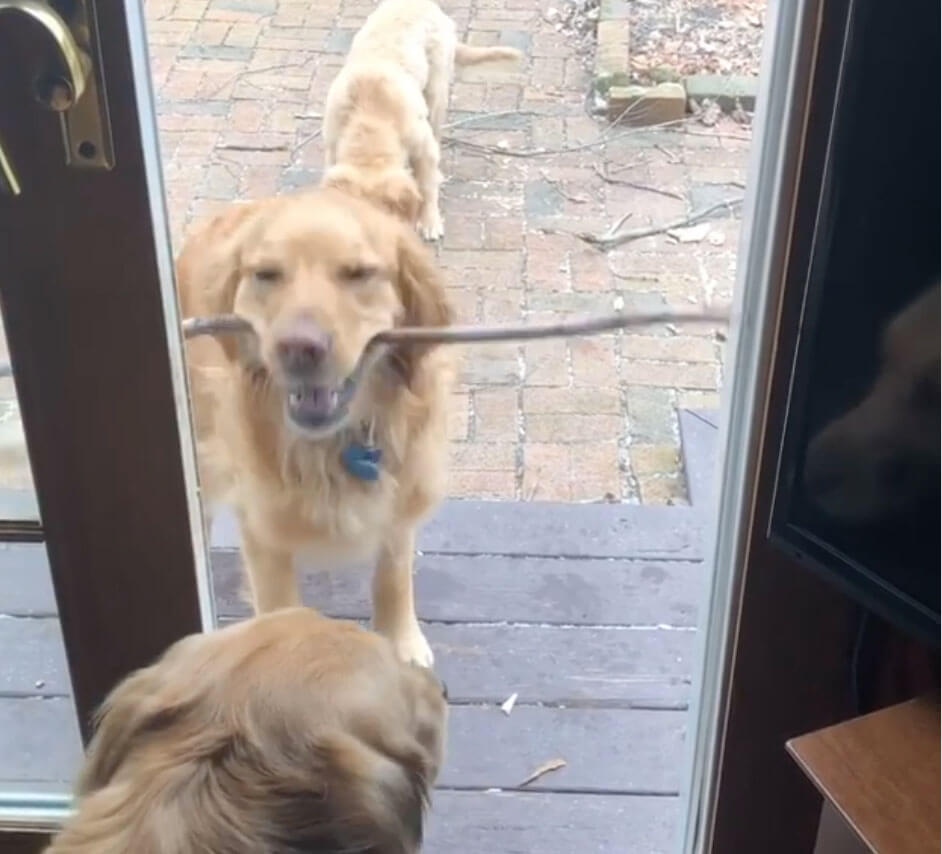 ゴールデンレトリーバー,動画