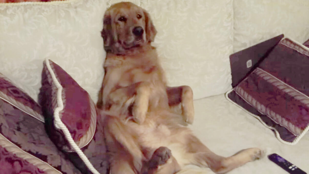 ゴールデンレトリーバー,動画