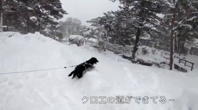 ラブラドールレトリーバー,動画