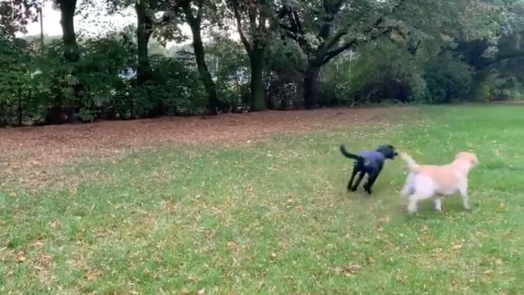 ラブラドールレトリーバー,動画