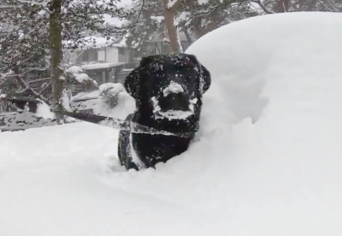 ラブラドールレトリーバー,動画