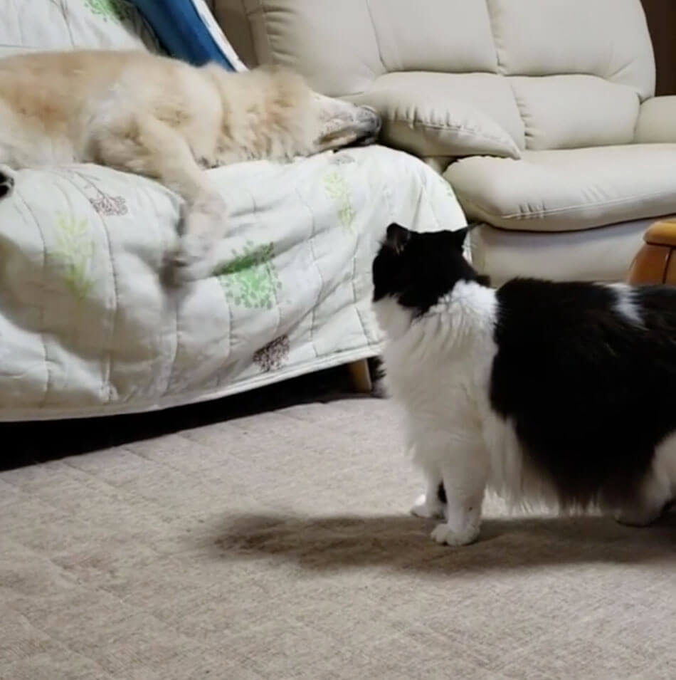 ゴールデンレトリーバー,動画